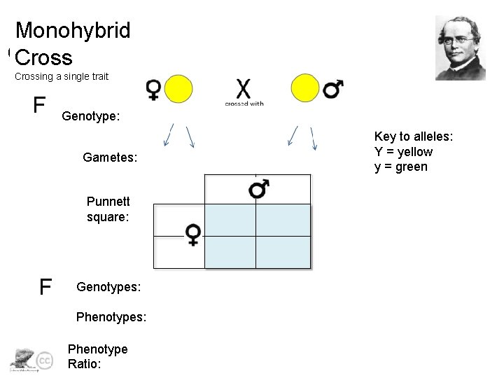 Monohybrid Crossing a single trait F Genotype: Gametes: Punnett square: F Genotypes: Phenotype Ratio: