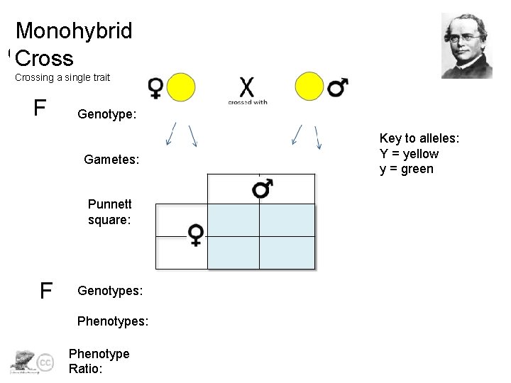 Monohybrid Crossing a single trait F Genotype: Gametes: Punnett square: F Genotypes: Phenotype Ratio: