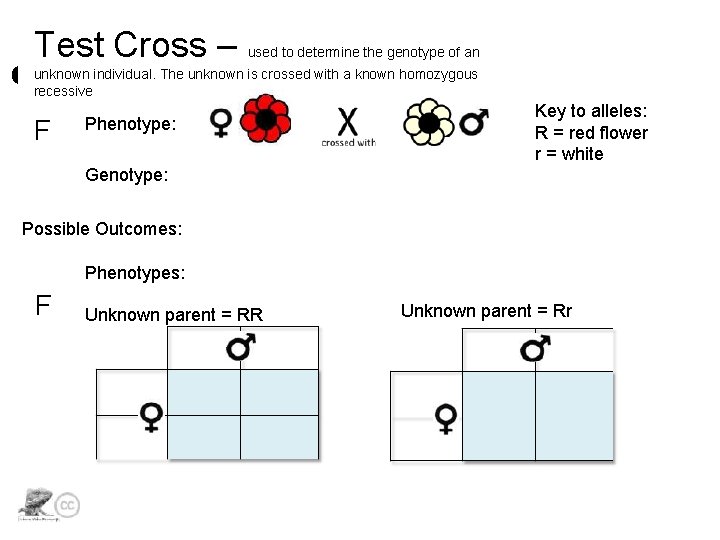 Test Cross – used to determine the genotype of an unknown individual. The unknown