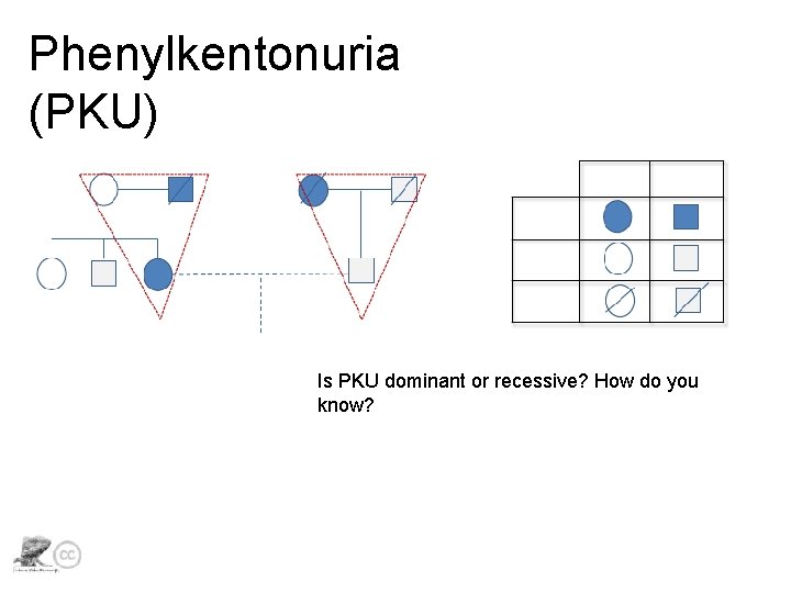 Phenylkentonuria (PKU) Is PKU dominant or recessive? How do you know? 