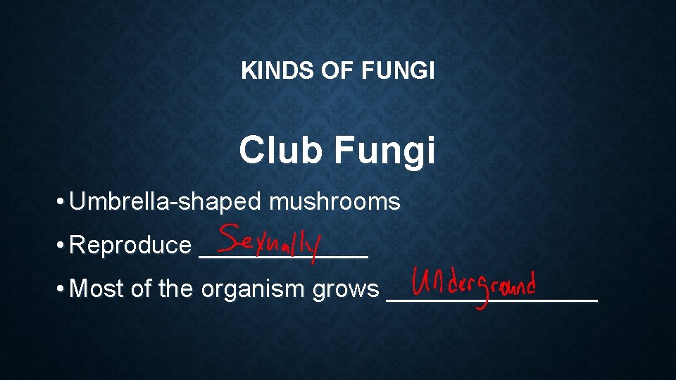 KINDS OF FUNGI Club Fungi • Umbrella-shaped mushrooms • Reproduce ______ • Most of KINDS OF FUNGI Club Fungi • Umbrella-shaped mushrooms • Reproduce ______ • Most of