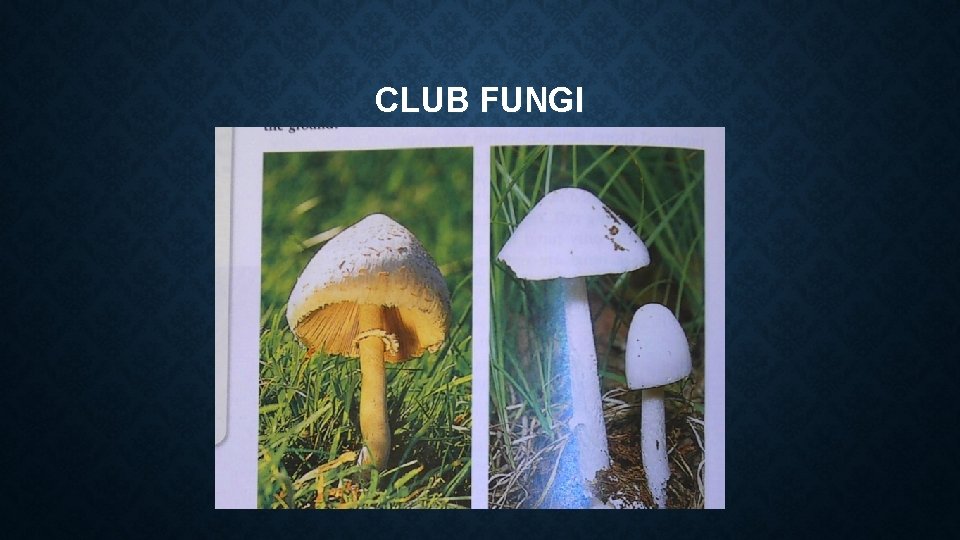 CLUB FUNGI CLUB FUNGI