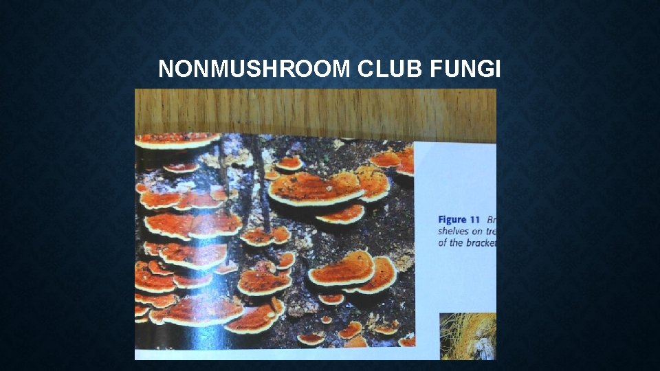 NONMUSHROOM CLUB FUNGI NONMUSHROOM CLUB FUNGI