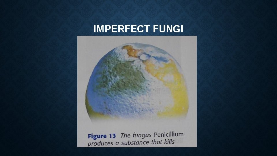 IMPERFECT FUNGI IMPERFECT FUNGI