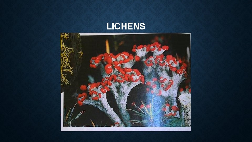 LICHENS LICHENS