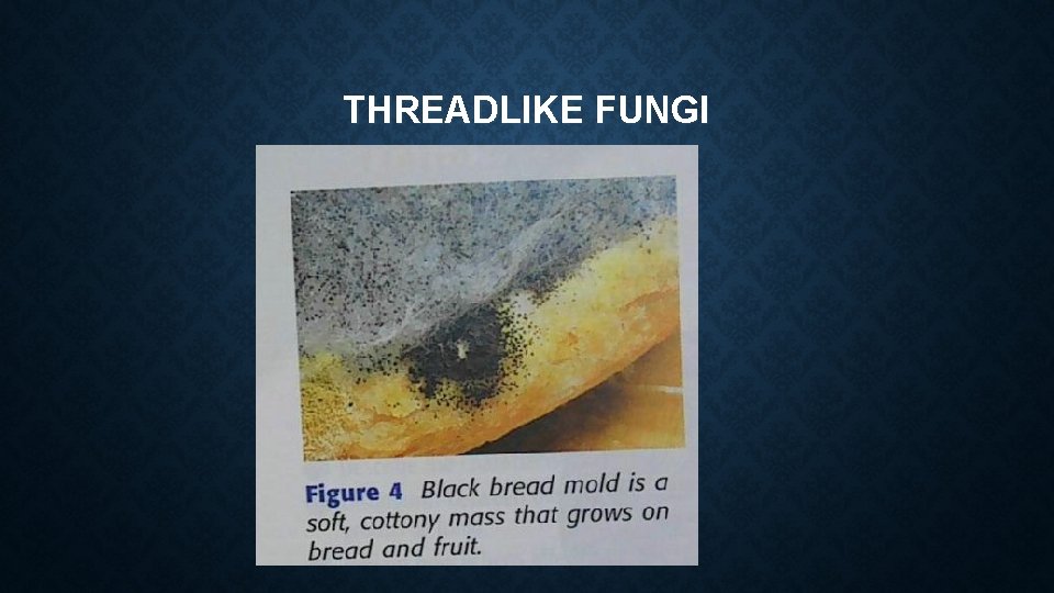 THREADLIKE FUNGI THREADLIKE FUNGI