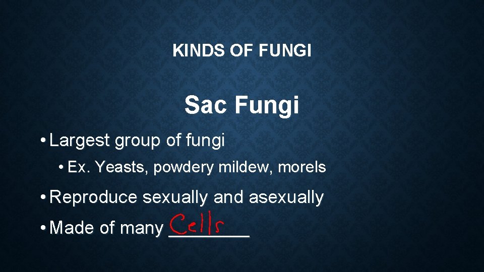 KINDS OF FUNGI Sac Fungi • Largest group of fungi • Ex. Yeasts, powdery KINDS OF FUNGI Sac Fungi • Largest group of fungi • Ex. Yeasts, powdery