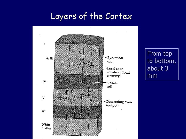 Layers of the Cortex From top to bottom, about 3 mm 