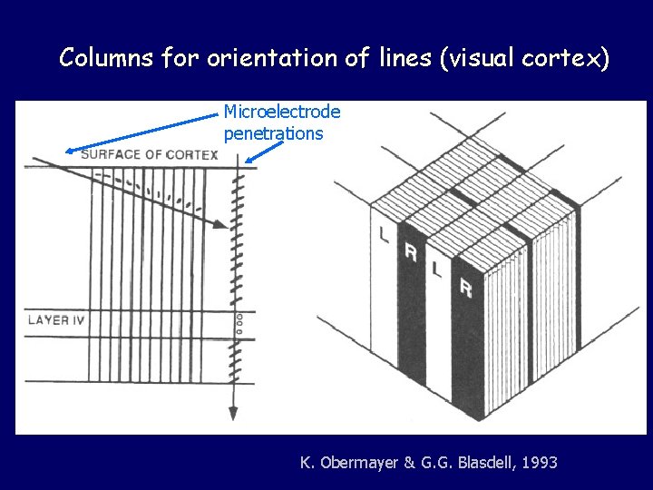 Columns for orientation of lines (visual cortex) Microelectrode penetrations K. Obermayer & G. G.