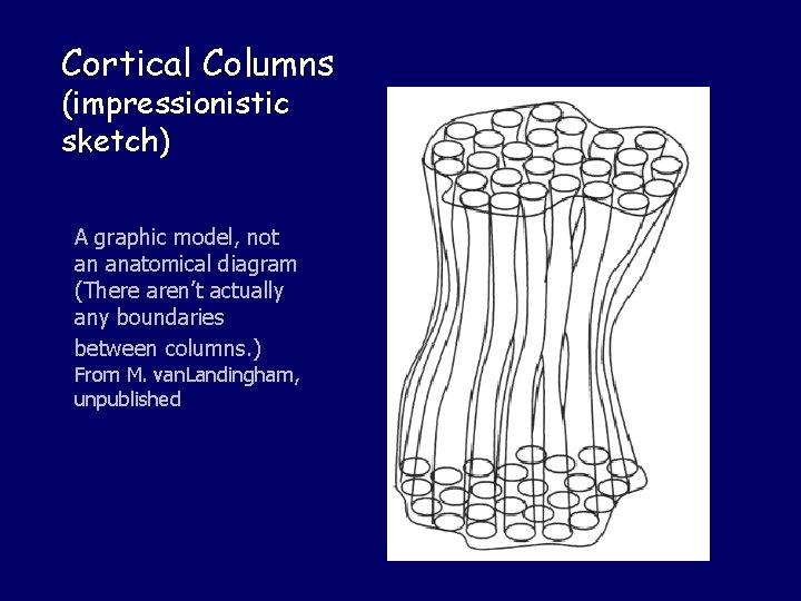 Cortical Columns (impressionistic sketch) A graphic model, not an anatomical diagram (There aren’t actually