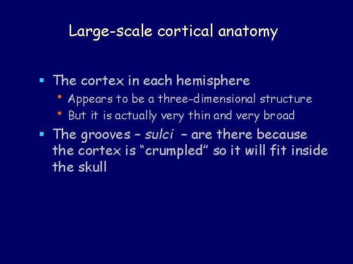 Large-scale cortical anatomy § The cortex in each hemisphere • Appears to be a