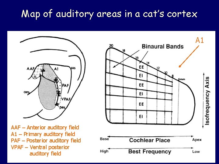 Map of auditory areas in a cat’s cortex A 1 AAF – Anterior auditory