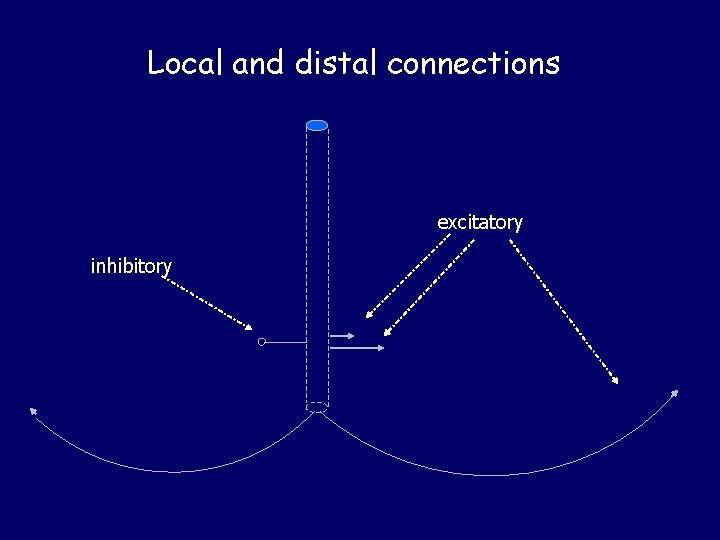 Local and distal connections excitatory inhibitory 