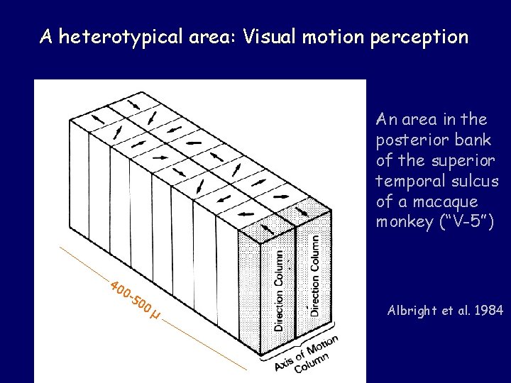 A heterotypical area: Visual motion perception An area in the posterior bank of the