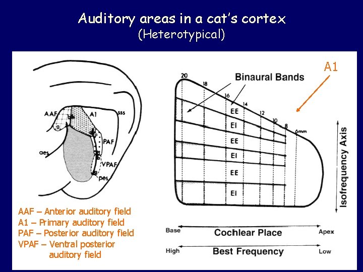 Auditory areas in a cat’s cortex (Heterotypical) A 1 AAF – Anterior auditory field