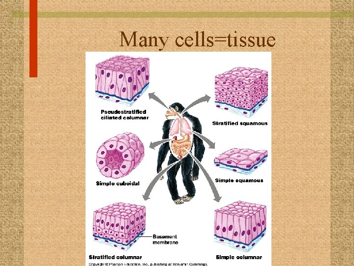 Many cells=tissue 