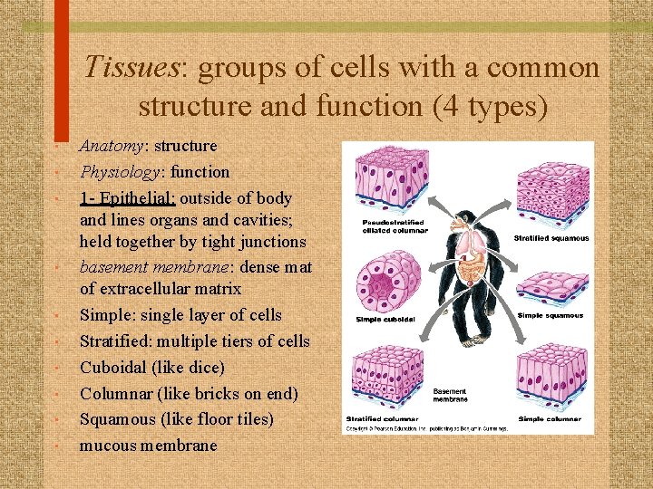 Tissues: groups of cells with a common structure and function (4 types) • •