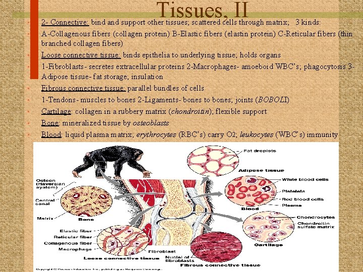  • • • Tissues, II 2 - Connective: bind and support other tissues;