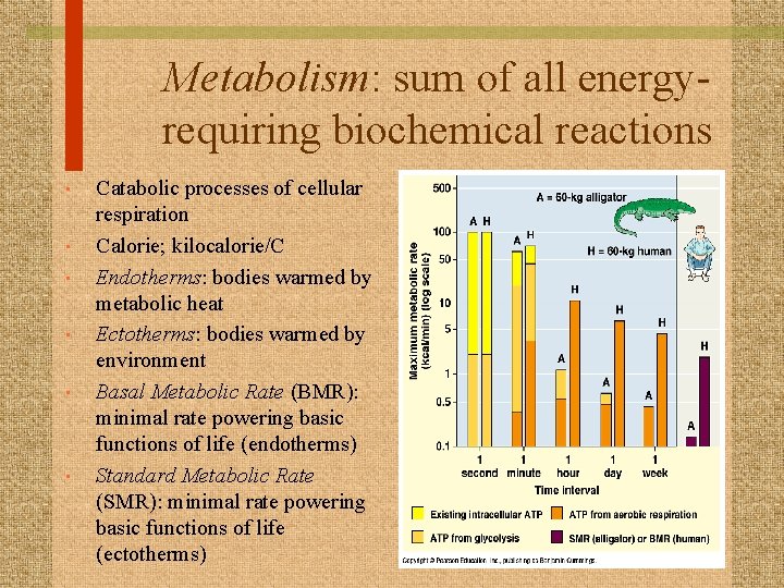 Metabolism: sum of all energyrequiring biochemical reactions • • • Catabolic processes of cellular