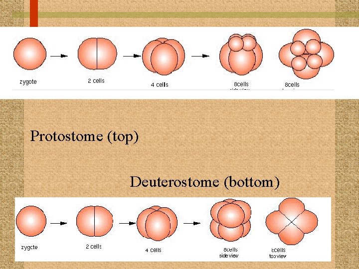 Protostome (top) Deuterostome (bottom) 