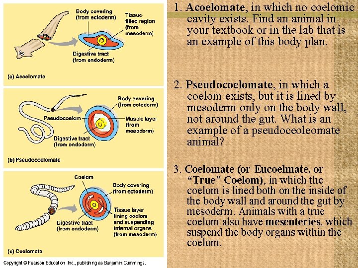 1. Acoelomate, in which no coelomic cavity exists. Find an animal in your textbook