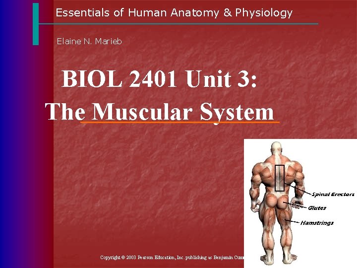 Essentials of Human Anatomy & Physiology Elaine N. Marieb BIOL 2401 Unit 3: The