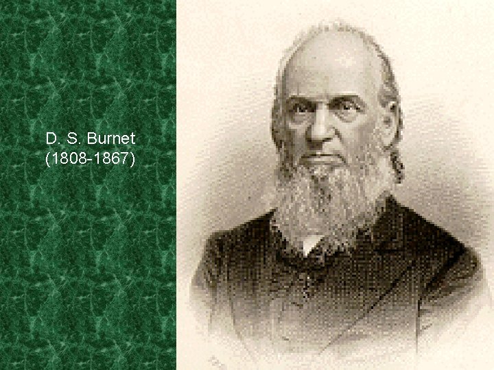 D. S. Burnet (1808 -1867) 