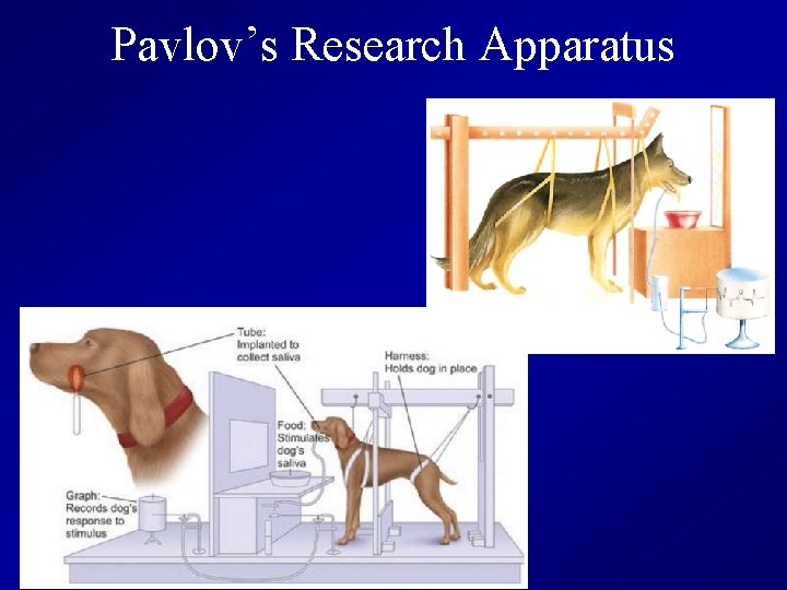 Pavlov’s Research Apparatus 