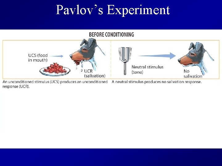 Pavlov’s Experiment 