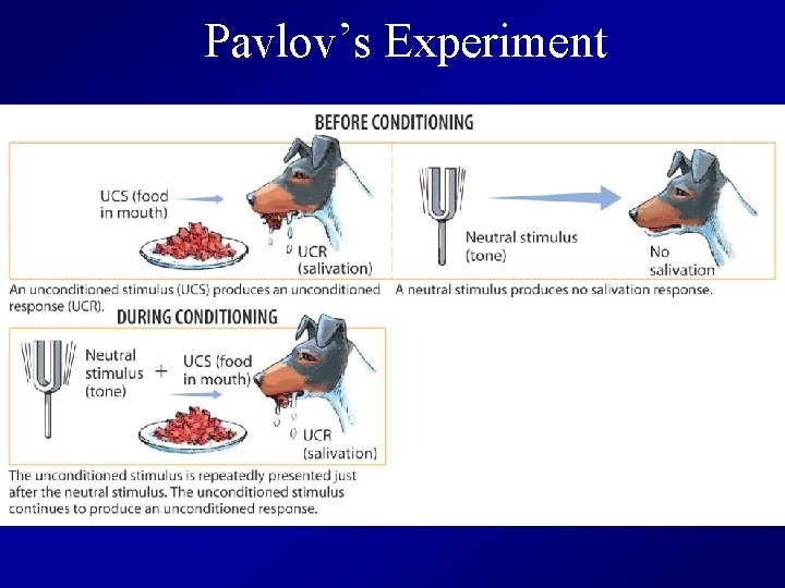 Pavlov’s Experiment 