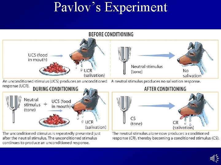 Pavlov’s Experiment 