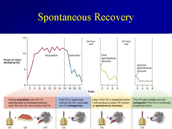 Spontaneous Recovery 