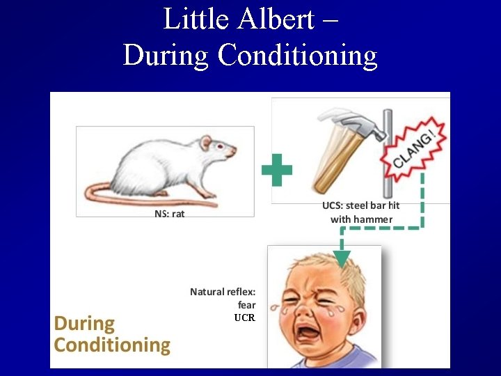 Little Albert – During Conditioning UCR 