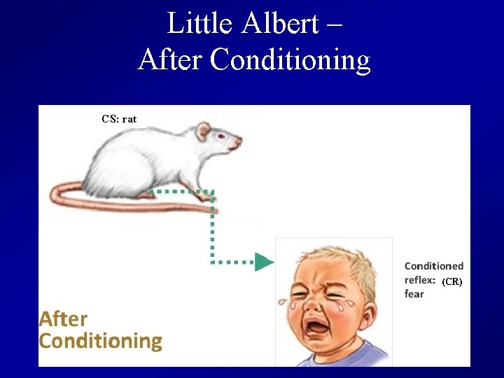 Little Albert – After Conditioning CS: rat (CR) 