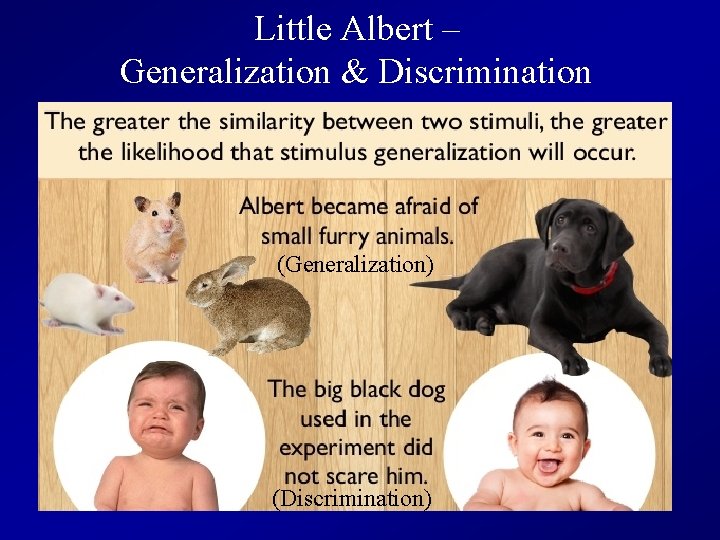 Little Albert – Generalization & Discrimination (Generalization) (Discrimination) 