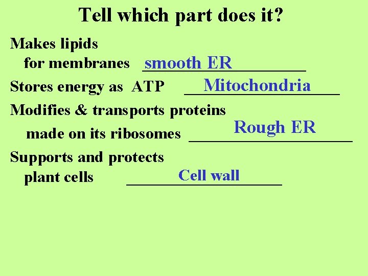 Tell which part does it? Makes lipids for membranes __________ smooth ER Mitochondria Stores