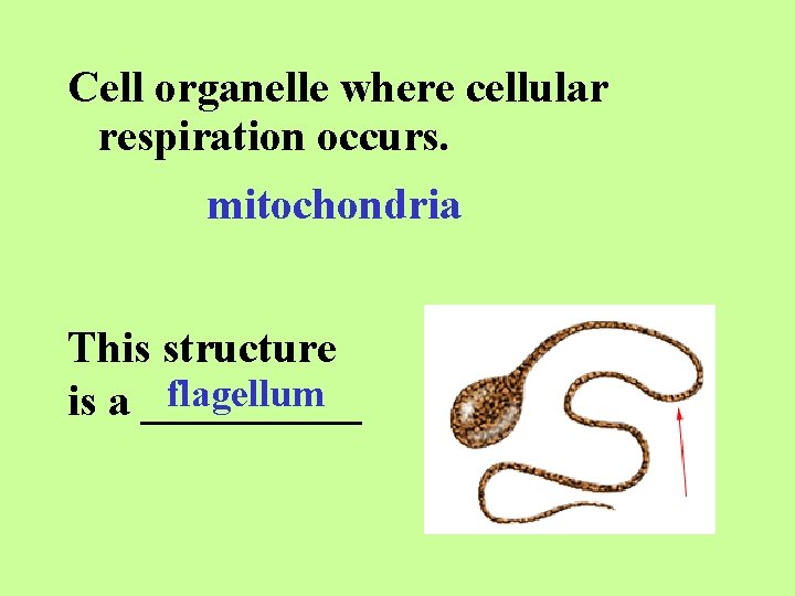 Cell organelle where cellular respiration occurs. mitochondria This structure flagellum is a _____ 