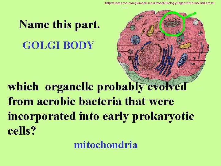 http: //users. rcn. com/jkimball. ma. ultranet/Biology. Pages/A/Animal. Cells. html Name this part. GOLGI BODY