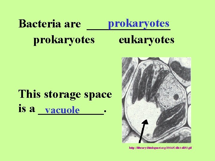 prokaryotes Bacteria are _______ prokaryotes eukaryotes This storage space is a ______. vacuole http: