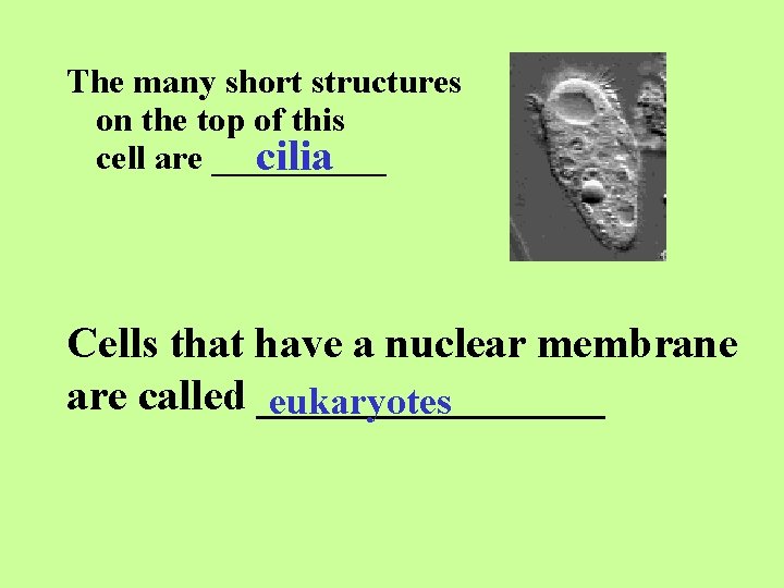 The many short structures on the top of this cell are _____ cilia Cells