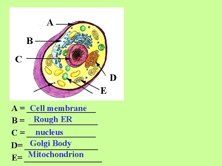 A B C D E A = ________ Cell membrane Rough ER B =