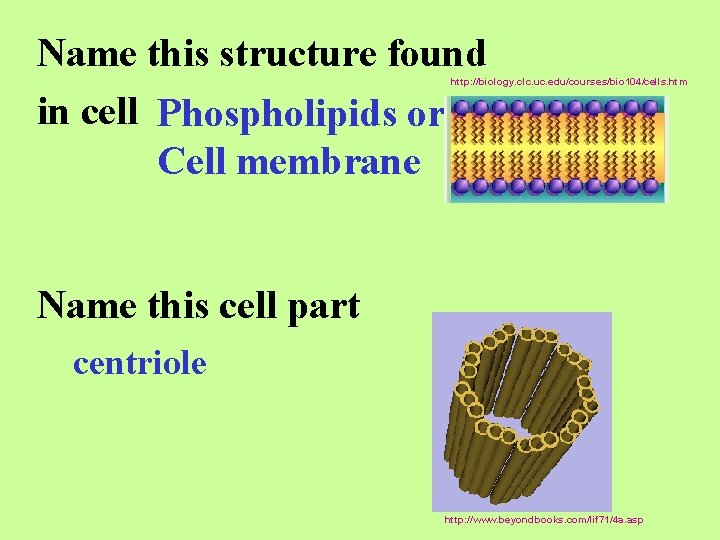 Name this structure found in cell Phospholipids or Cell membrane http: //biology. clc. uc.