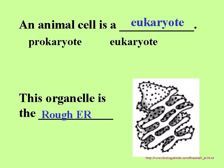eukaryote An animal cell is a ______. prokaryote eukaryote This organelle is the ______