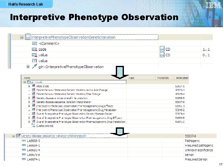 Haifa Research Lab Interpretive Phenotype Observation 17 