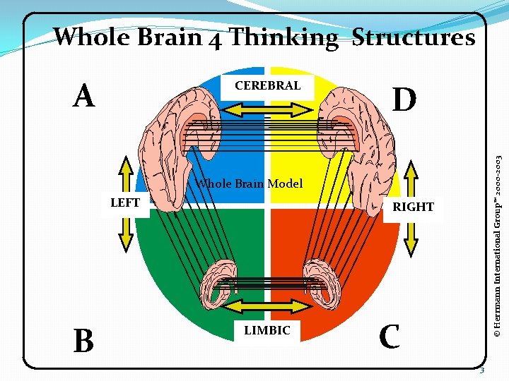 Whole Brain 4 Thinking Structures D © Herrmann International Group™ 2000 -2003 A CEREBRAL