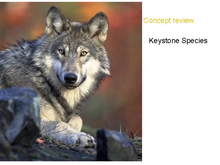Concept review. Keystone Species 