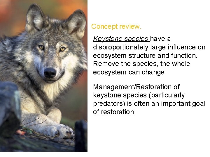 Concept review. Keystone species have a disproportionately large influence on ecosystem structure and function.