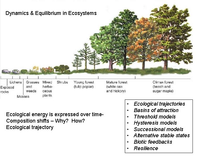 Dynamics & Equilibrium in Ecosystems Ecological energy is expressed over time. Composition shifts –