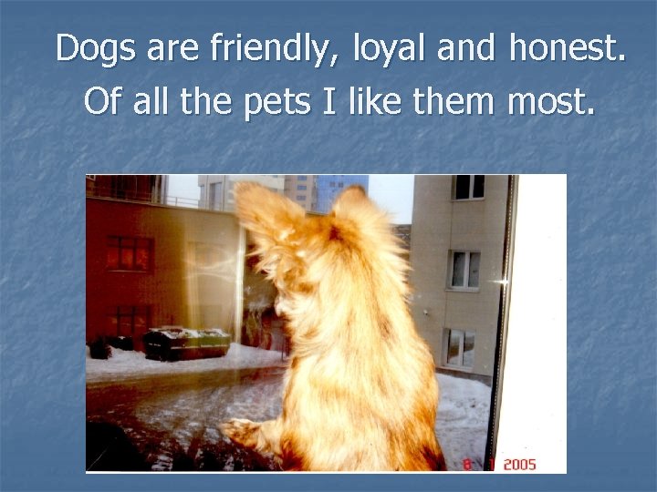 Dogs are friendly, loyal and honest. Of all the pets I like them most.