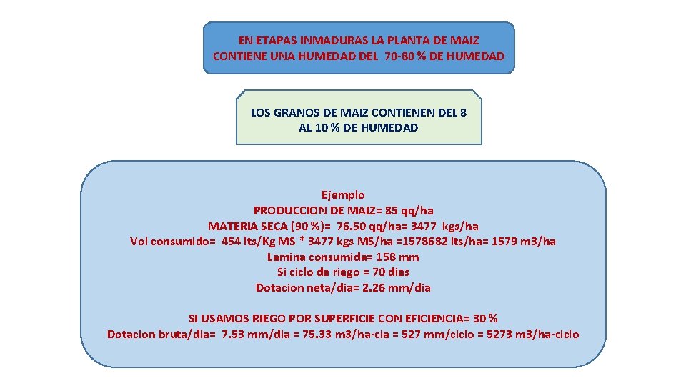 EN ETAPAS INMADURAS LA PLANTA DE MAIZ CONTIENE UNA HUMEDAD DEL 70 -80 %